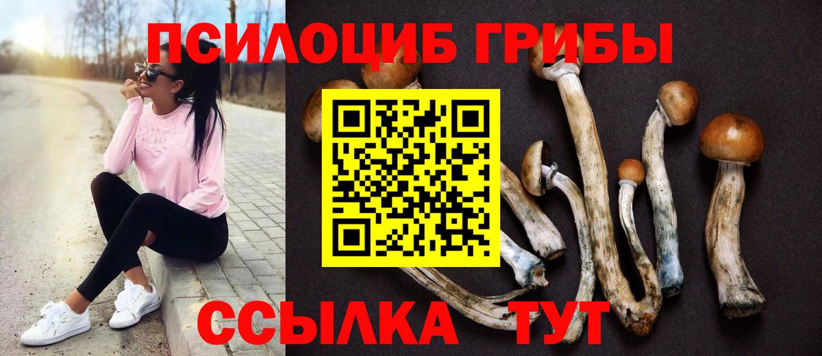 Новодвинск  Галлюциногенные грибы Psilocybe  Вход с VPN 